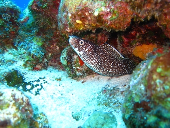 Diving in Cozumel